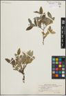 Foto von Salix hastata L. x Salix reptans Rupr.